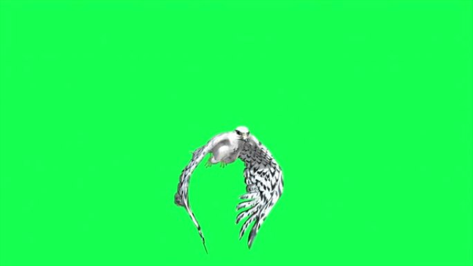 猎鹰滑行和拍打-绿色屏幕上孤立的猛禽飞行的3D动画