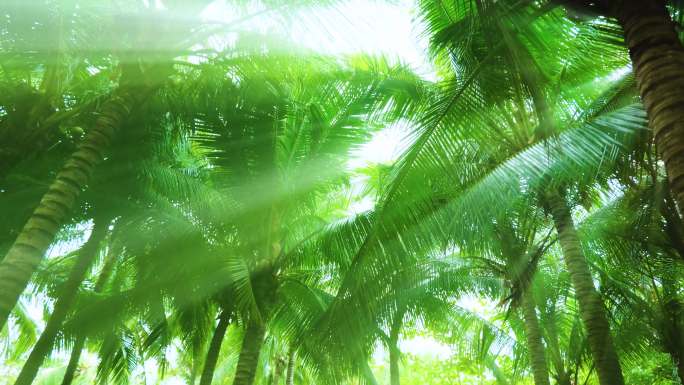 阳光树林 椰树林 椰子树 丁达尔效应