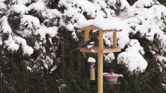 在喂鸟器中吃种子的麻雀会被一只落在自制木制喂鸟器中吃的喜鹊吓到。领口的鸽子在喂食器周围飞翔
