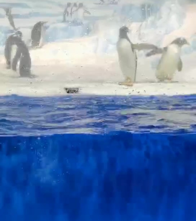 企鹅游泳近距离特写