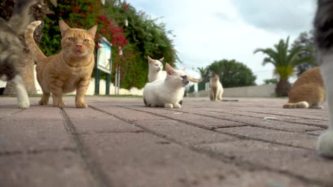 街上的流浪猫。不同品种的猫在街上奔跑。猫走向相机
