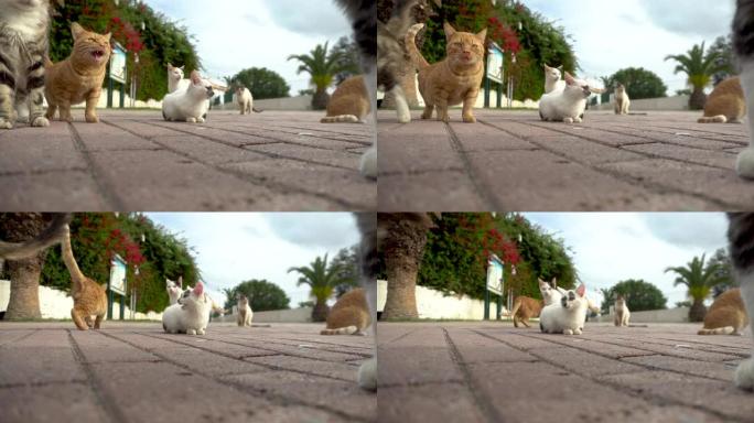 街上的流浪猫。不同品种的猫在街上奔跑。猫走向相机