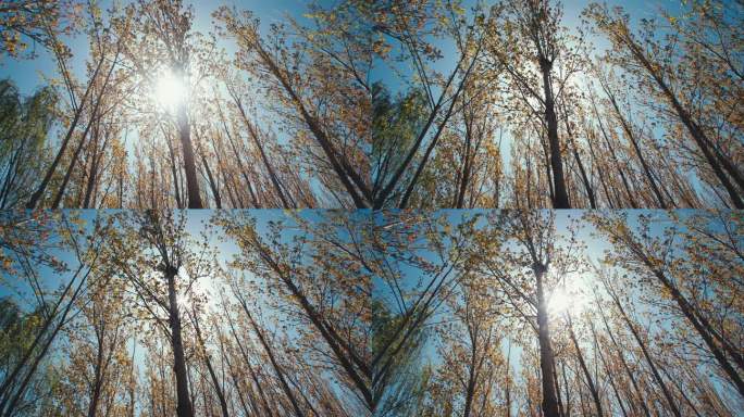 阳光穿过树叶树林