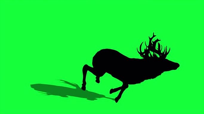 绿色屏幕上鹿的4k 3d动画剪影