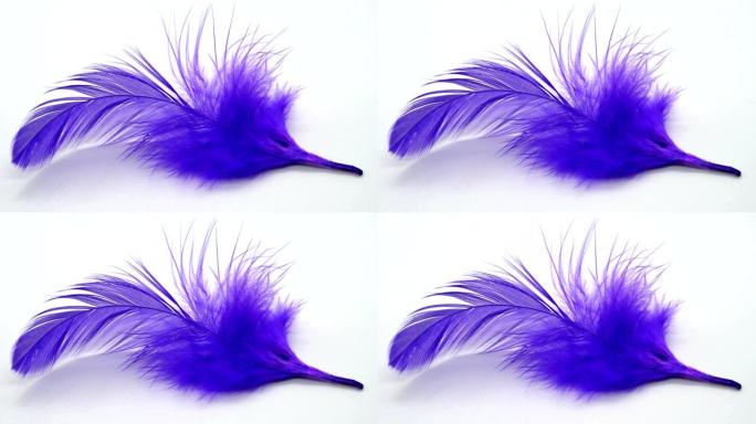 慢动作中的紫色羽毛