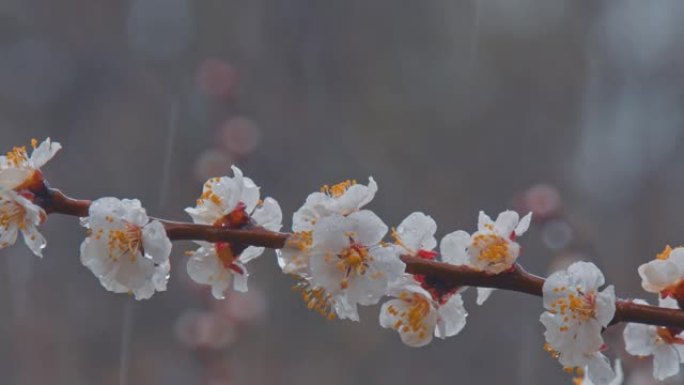 有花和芽的花枝