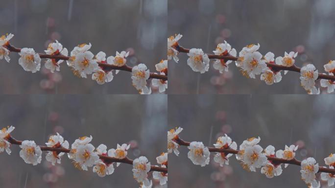 有花和芽的花枝