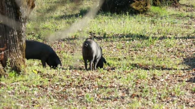 春季草原上的伊比利亚猪