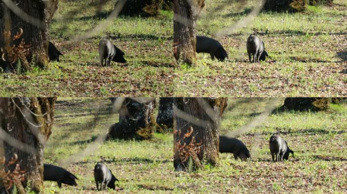 春季草原上的伊比利亚猪