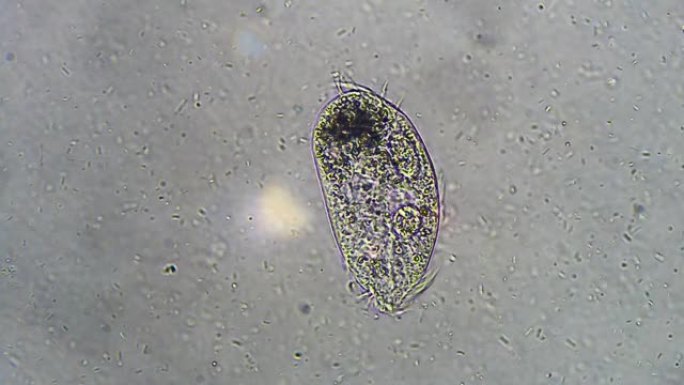 纤毛微生物漂浮