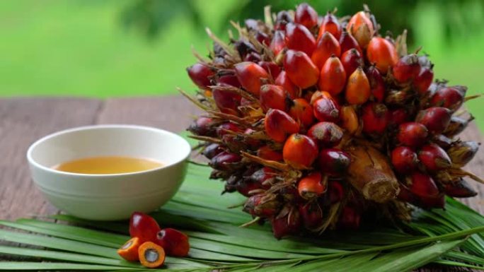 木质背景中的棕榈叶上的新鲜油棕榈果和烹饪棕榈油