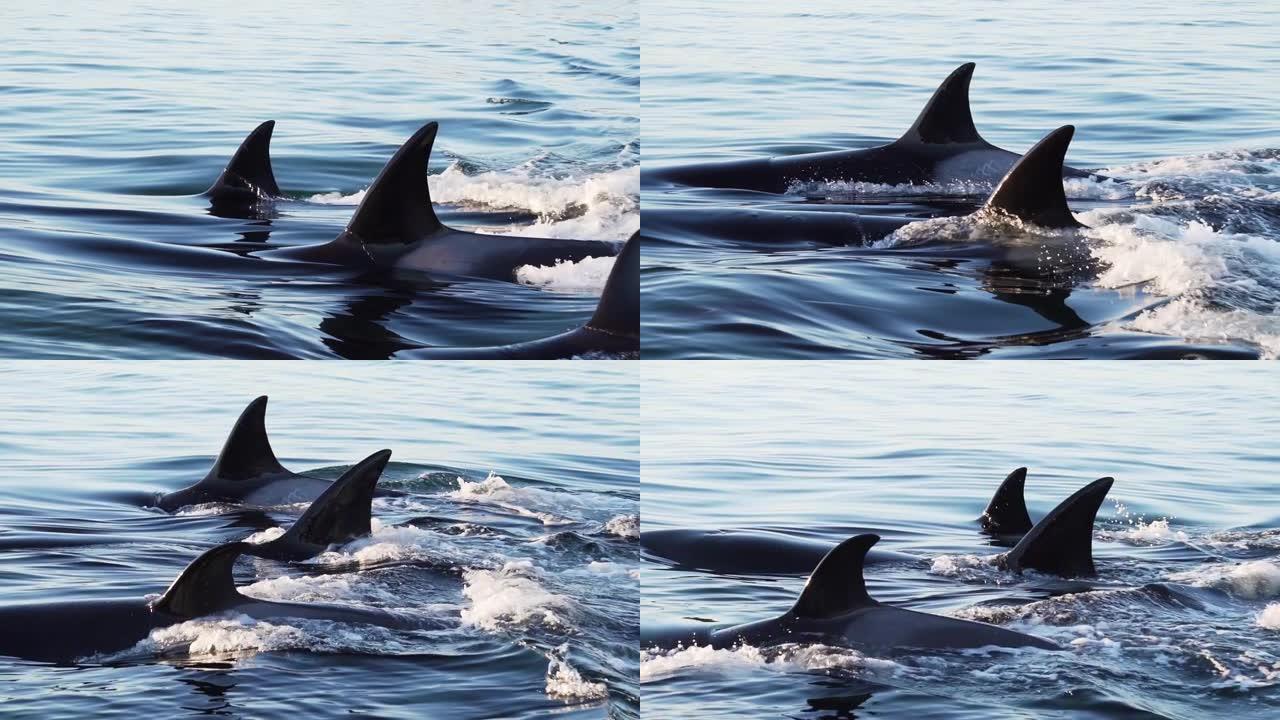 一群显示背鳍的虎鲸-慢动作