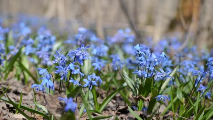 美丽的蓝色scilla和雪花莲在春天的森林，视频