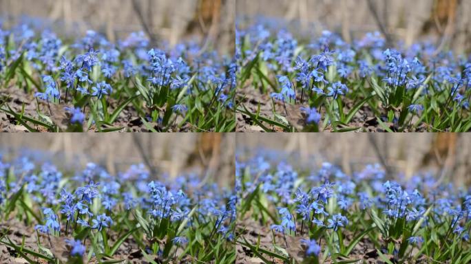 美丽的蓝色scilla和雪花莲在春天的森林，视频
