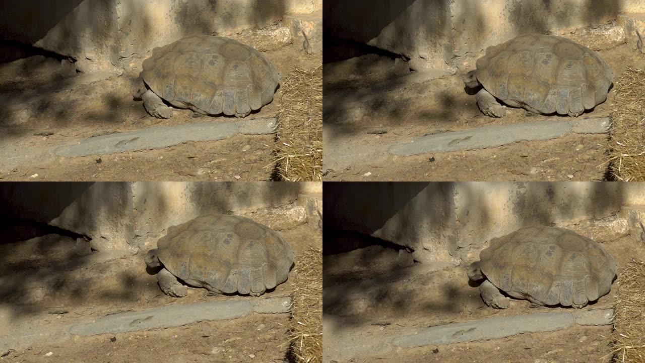 一只大型非洲乌龟睡在地上。乌龟在非洲动物园露天。动物出于意志