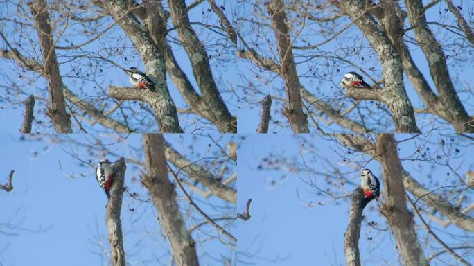 Dendrocopos major(Akagera)，日本北海道。