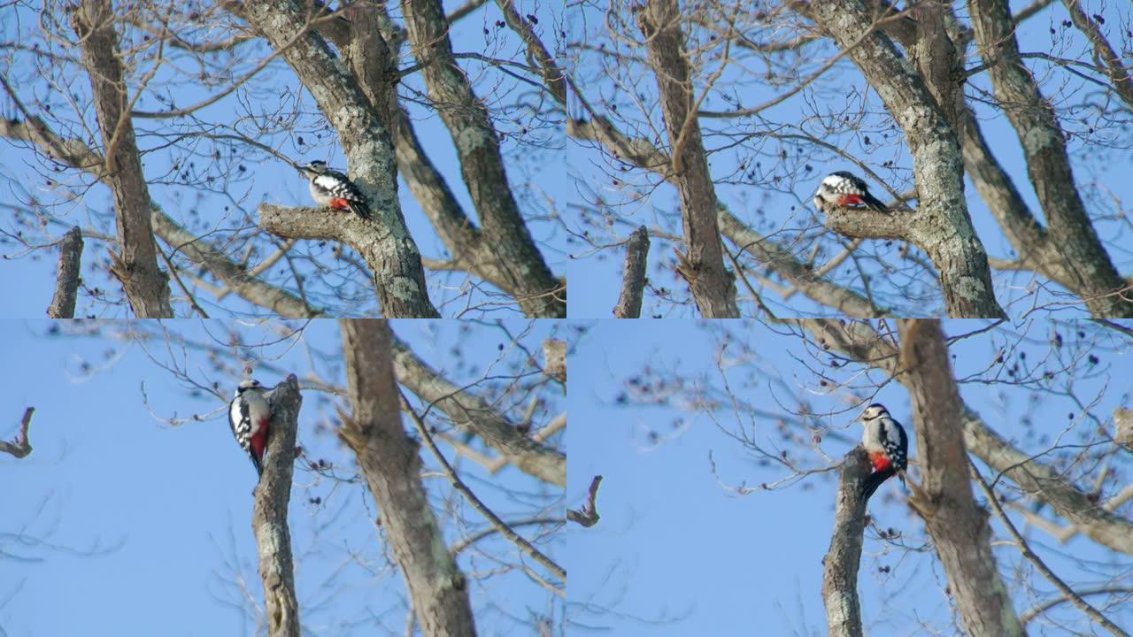 Dendrocopos major(Akagera)，日本北海道。