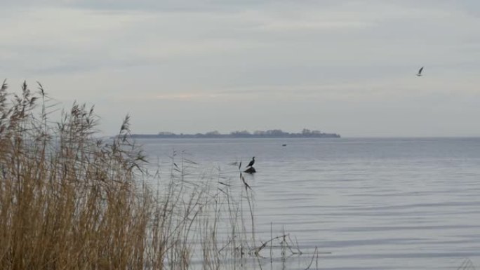 湖秋景观，一只孤鸟坐在石头上