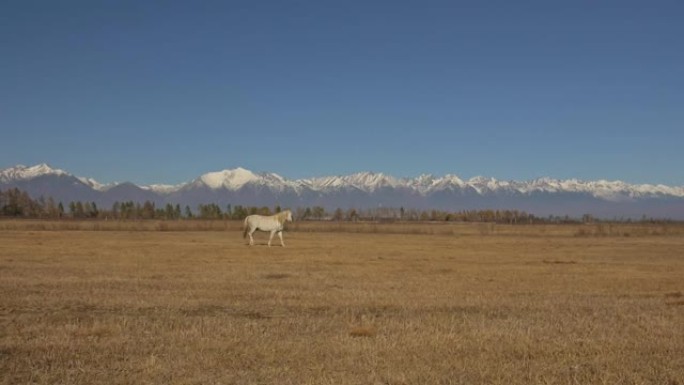 散步和跑步。白马在放牧群的背景下缓慢移动。在背景雪山的草原上奔跑的马。以180 fps的速度慢动作。