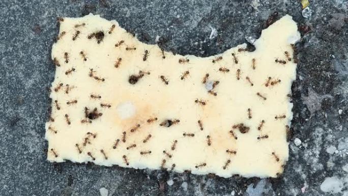 蚂蚁昆虫群体吃废弃饼干饼干，食物垃圾消费观念，动物野生生活4k