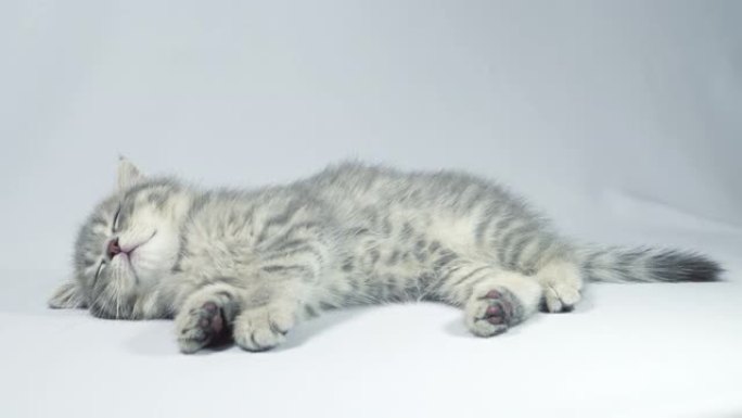 有趣的小灰色折叠苏格兰小猫小猫睡在白色背景上。