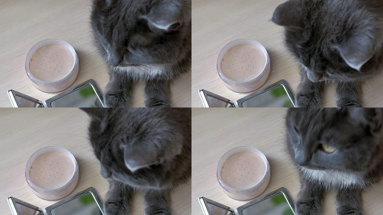 灰猫躺在桌子上照镜子