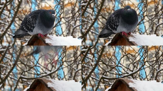 冬天，灰鸽在喂食器处冻结。