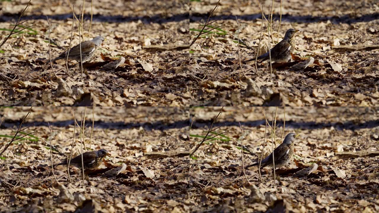 鸟鸫在覆盖着干叶的地面上疾驰。鹅口疮移动干燥的叶子，在叶子下发现幼虫和蠕虫并吃掉它们。