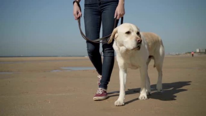 与女主人一起在海滩上散步的狗的慢动作镜头。