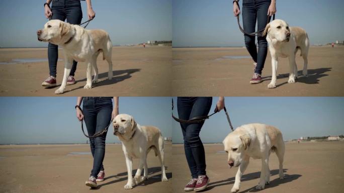 与女主人一起在海滩上散步的狗的慢动作镜头。