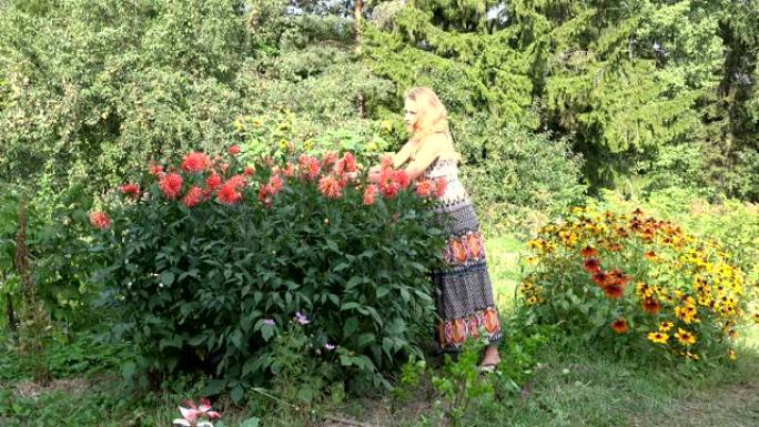 穿着连衣裙的农妇女孩采摘大丽花在夏日花园绽放。4K