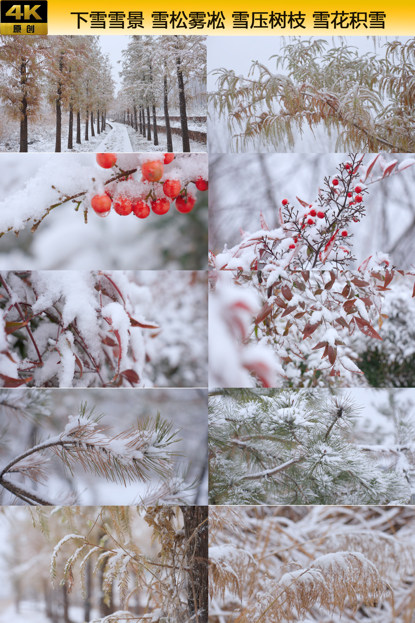 下雪雪景 雪松雾凇 雪压树枝 雪花积雪