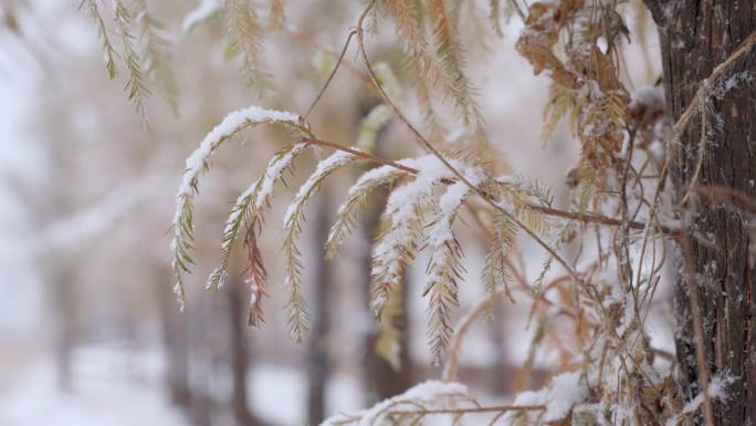 下雪雪景 雪松雾凇 雪压树枝 雪花积雪