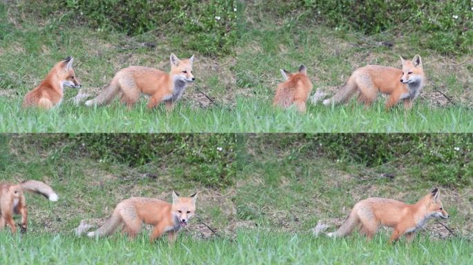 野外的红狐狸套装