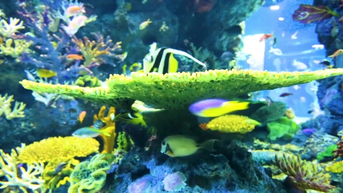 珊瑚礁的水下景观 一群人走在城堡前 在珊瑚礁中游泳的鱼