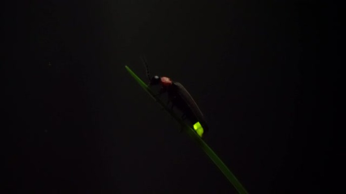 萤火虫。