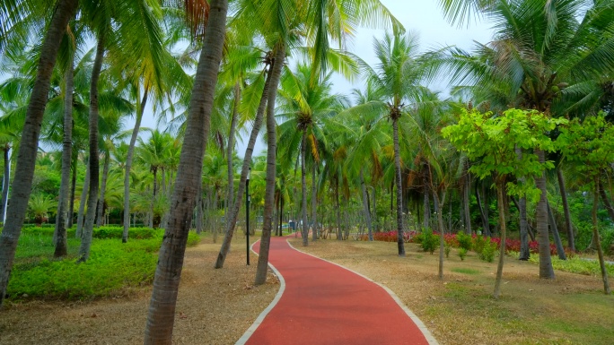 海南三亚椰梦长廊椰树椰子树椰林小路跑道