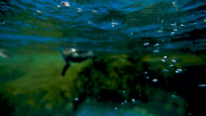 一只企鹅在水中游泳 一个有很多鱼的水族馆 海豚在水族馆游泳