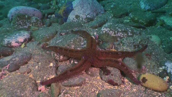 海底寻找食物的大型海星。