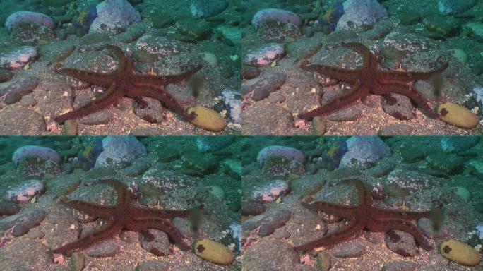 海底寻找食物的大型海星。