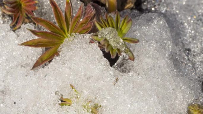 积雪融化的时间流逝