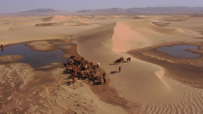 戈壁 骆驼群 骑马放牧 牧民 沙漠 骆驼