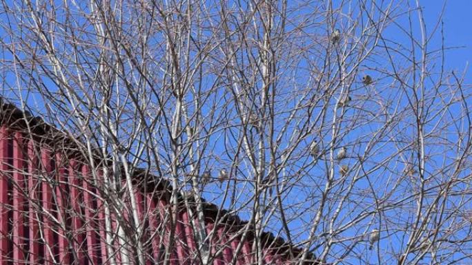 麻雀坐在树枝上，背靠蓝天飞走了，