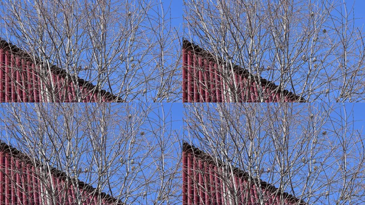 麻雀坐在树枝上，背靠蓝天飞走了，