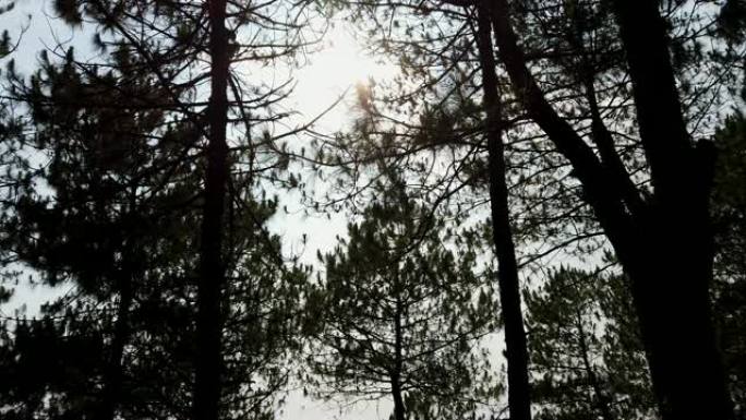 4k视频低角度视角稳定拍摄日落闪烁耀斑光线透过剪影移动森林中的松树。柔和的风吹过松树树枝，阳光直射。