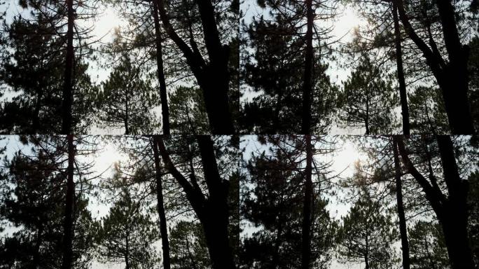 4k视频低角度视角稳定拍摄日落闪烁耀斑光线透过剪影移动森林中的松树。柔和的风吹过松树树枝，阳光直射。