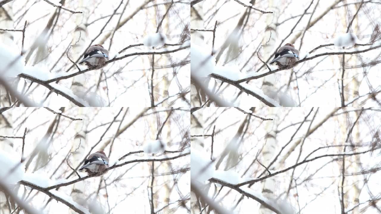 冬天，一只杰伊坐在树枝上，飞走了