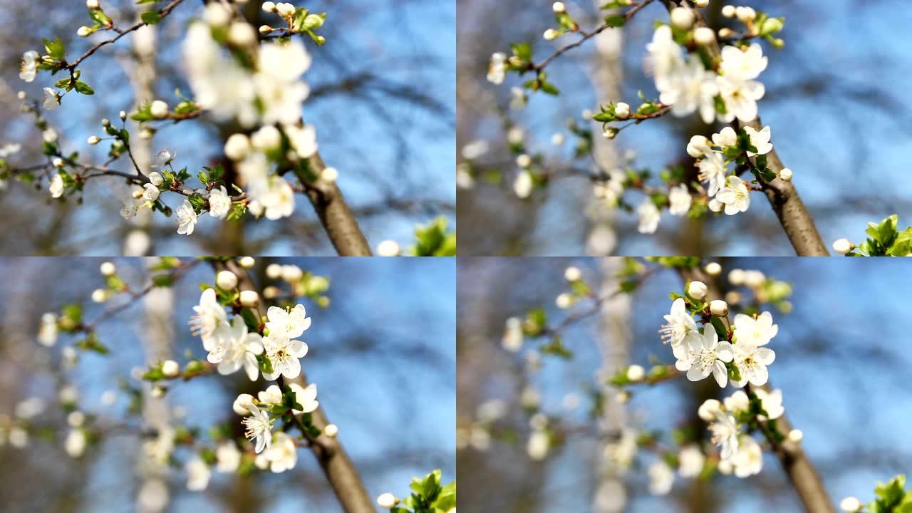 聚焦樱树开花，春暖花开