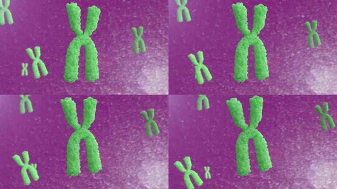 染色体的3d动画。X染色体在细胞中的运动。