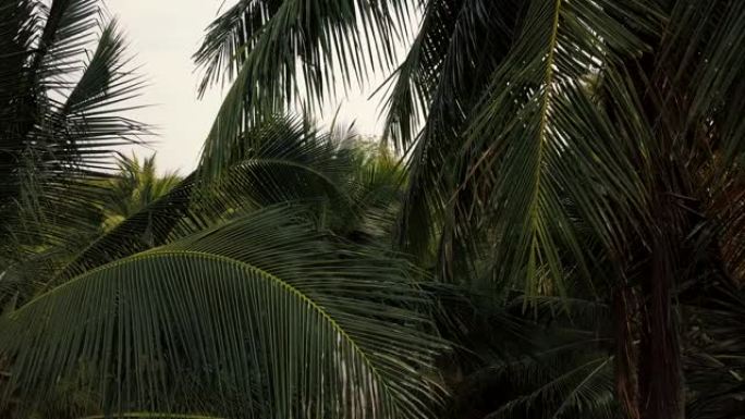 椰树树叶特写。空中飞行4k视频
